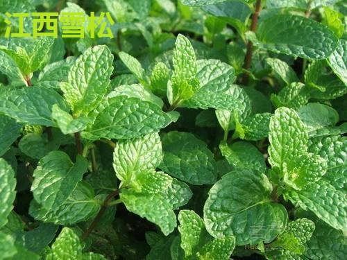 薄荷油哪里能买到 薄荷油哪里能买到